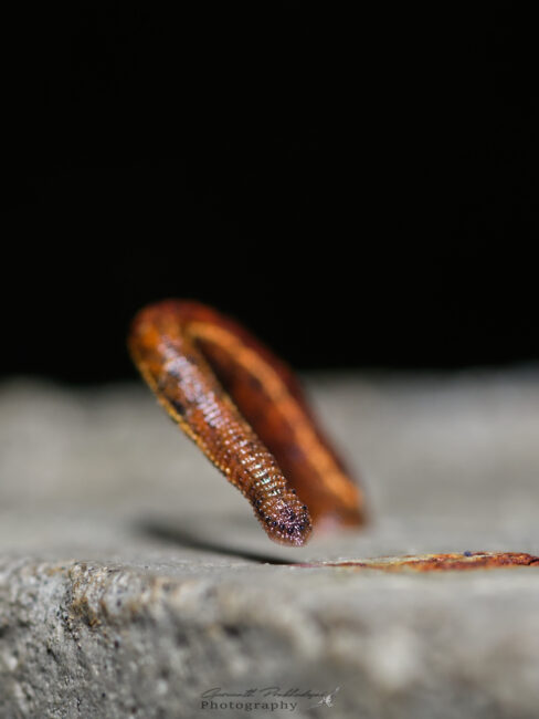 A Leech