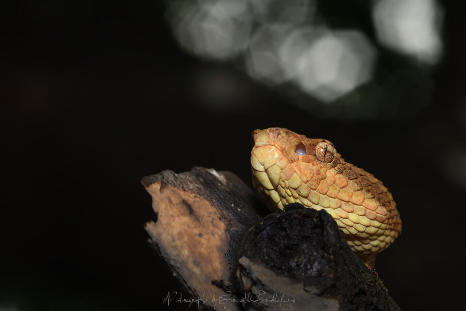 Malabar Pit Viper - Trimeresurus malabricus (Orange morph)