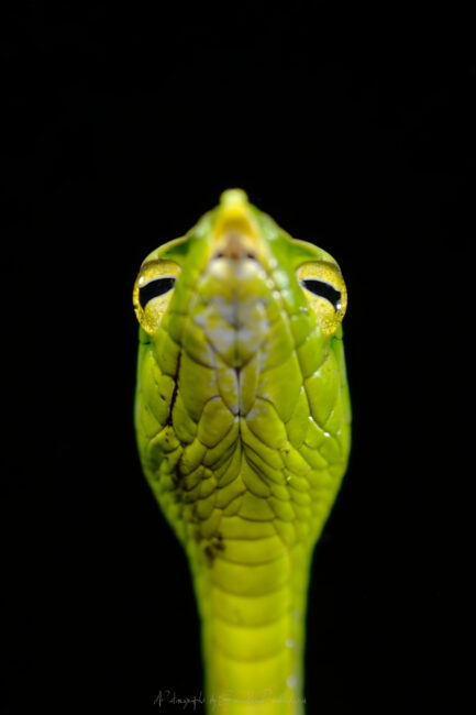 Green Vine Snake - Ahaetulla nasuta