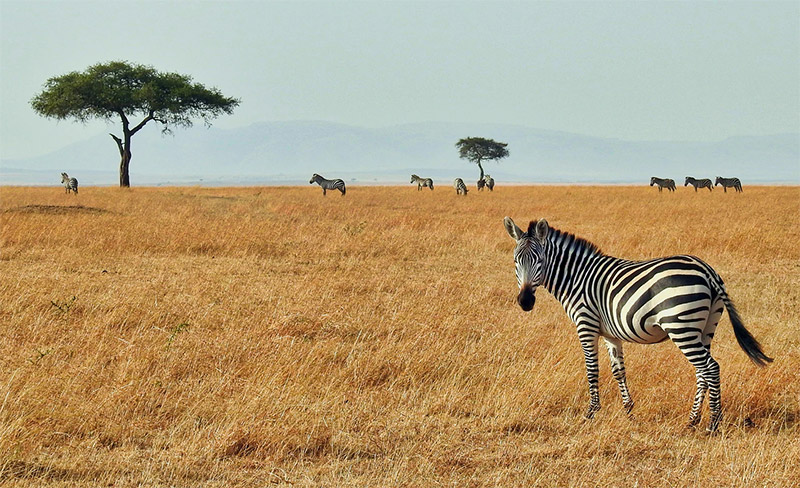 Masai Mara