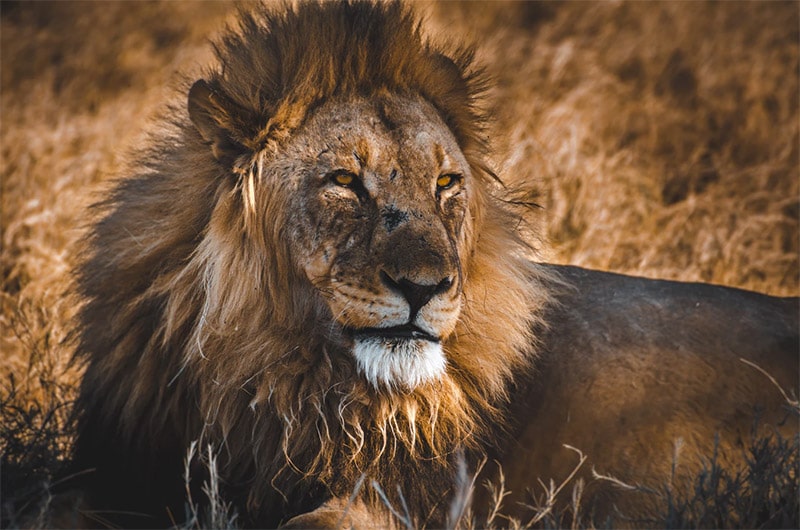 Etosha National Park