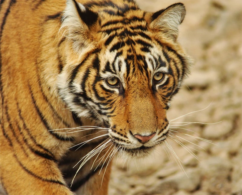 Ranthambore National Park