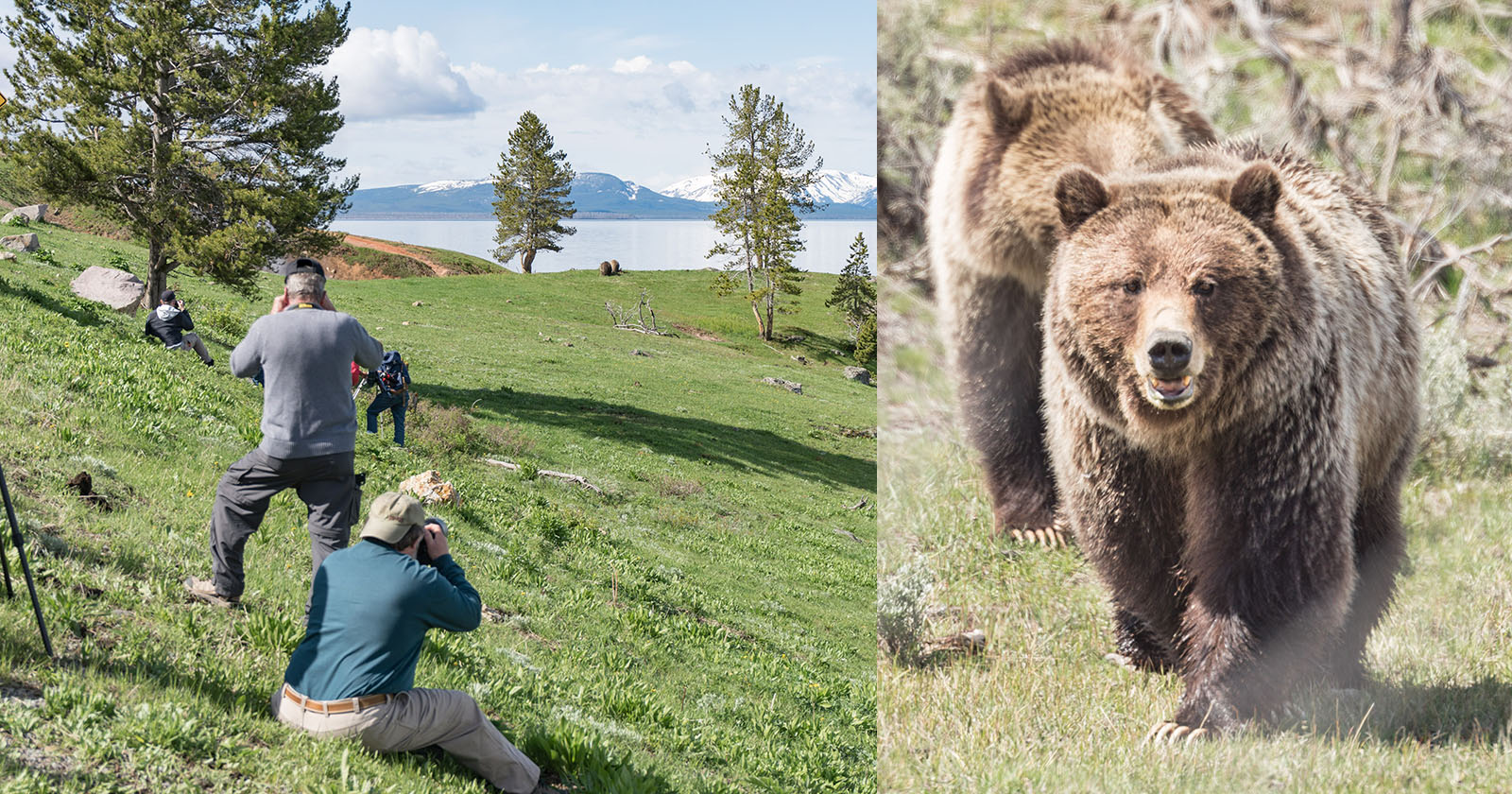 How to Find and Photograph Bears in Yellowstone