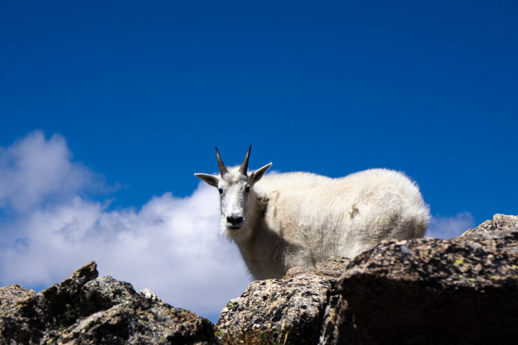 mountain goat on the rocks with the sky behind