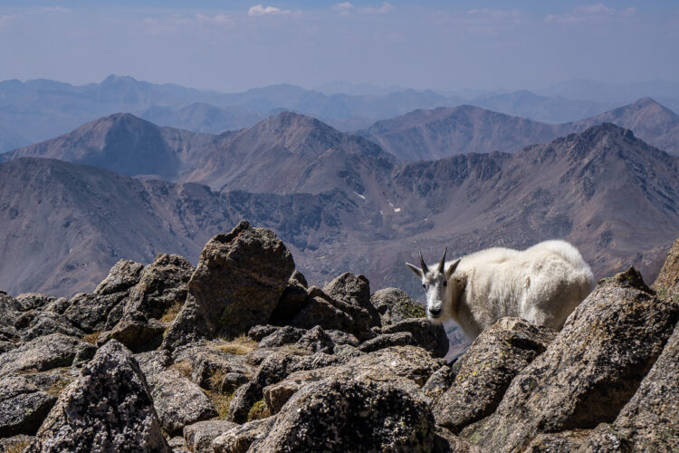 mountain goat on the rocks with sweeping mountain ranges in the distance behind