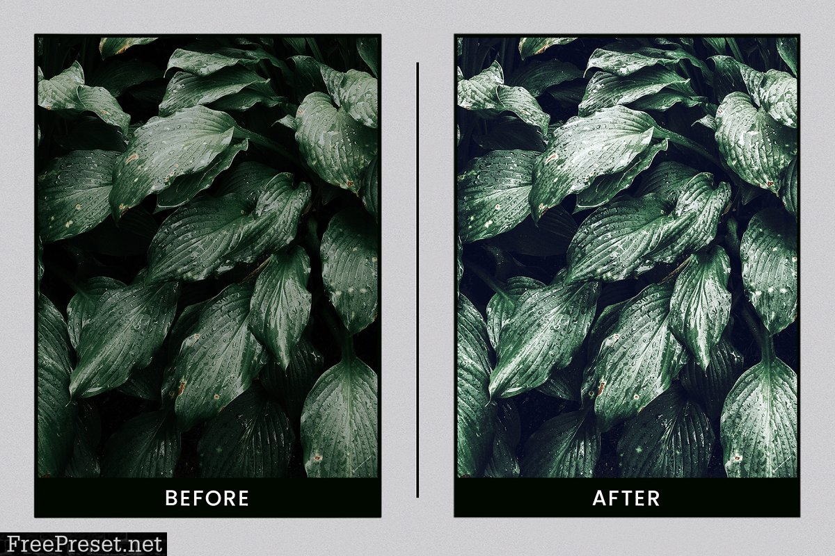 Lightroom Presets Botanical Colors 4410278