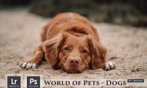 World of Pets Dogs Lightroom Presets 4413945