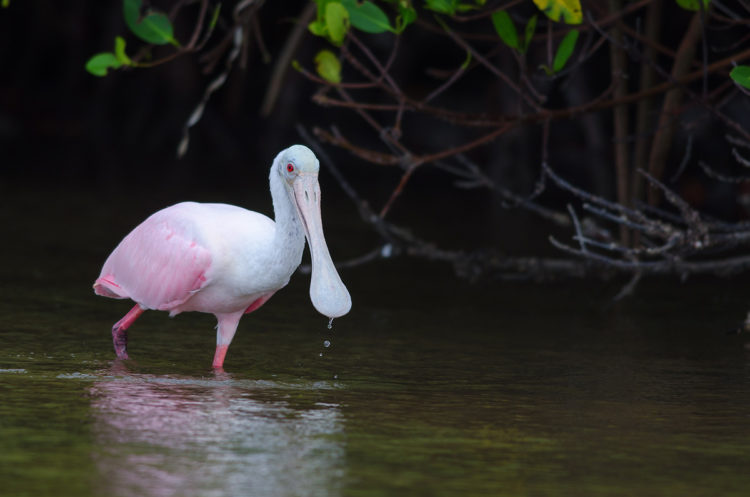 a pink and white spoonbill walking out from the mangroves in Fort Myers Florida, a great place for bird photography