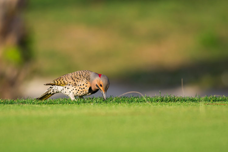 This yellow-shafted northern flicker (Colaptes auratus) is photographed on a golf course in Florida.