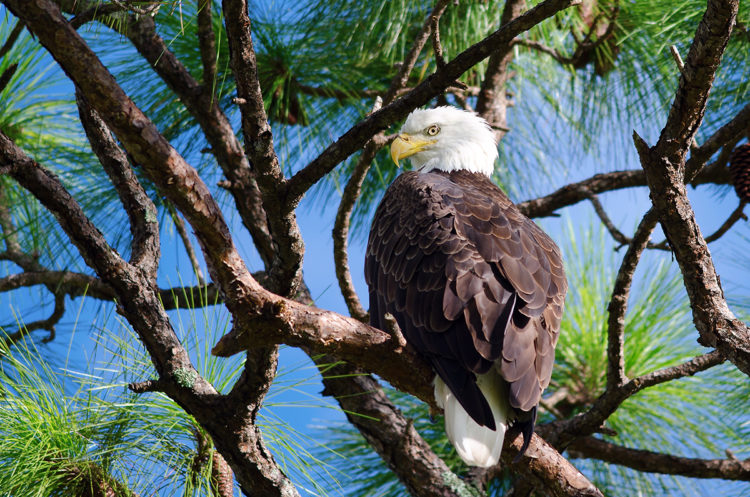 American bald eagle perched in a tree