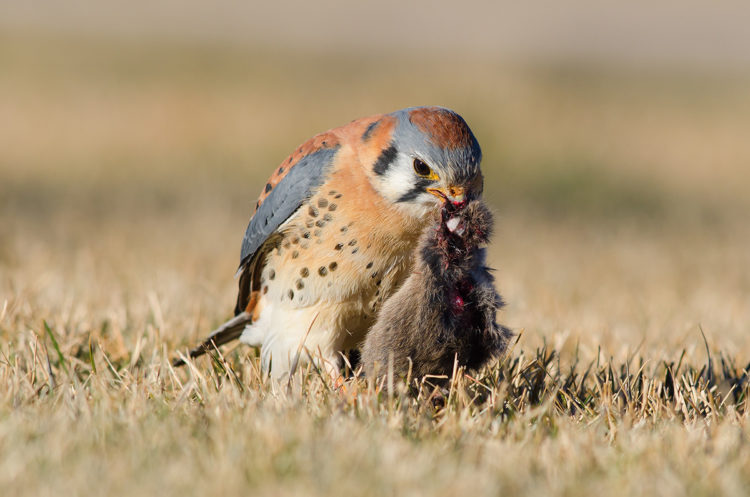American Kestral with a Meal, Thornton, Colorado