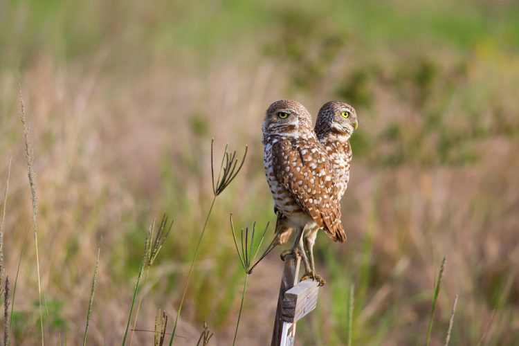 two burrowing owls perched on a wooden sign