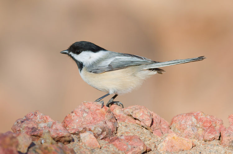 Black-capped Chickadee perched on some rocks