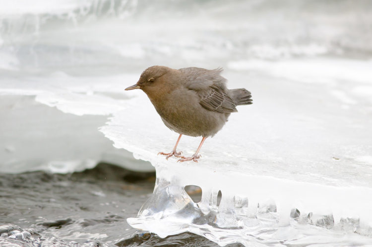 bird photography tips - buy the longest lens you can afford. I photographed this American dipper on ice by a fast-flowing river, Colorado with a 300mm nikon lens