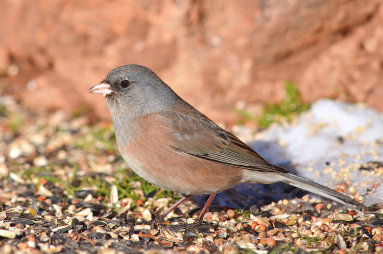 a good lens for beginner bird photography is a long lens. I was able to capture this Dark Eyed Junco in Red Rocks, Colorado with a long lens