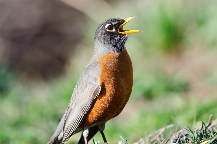 An American Robin photographed singing a song