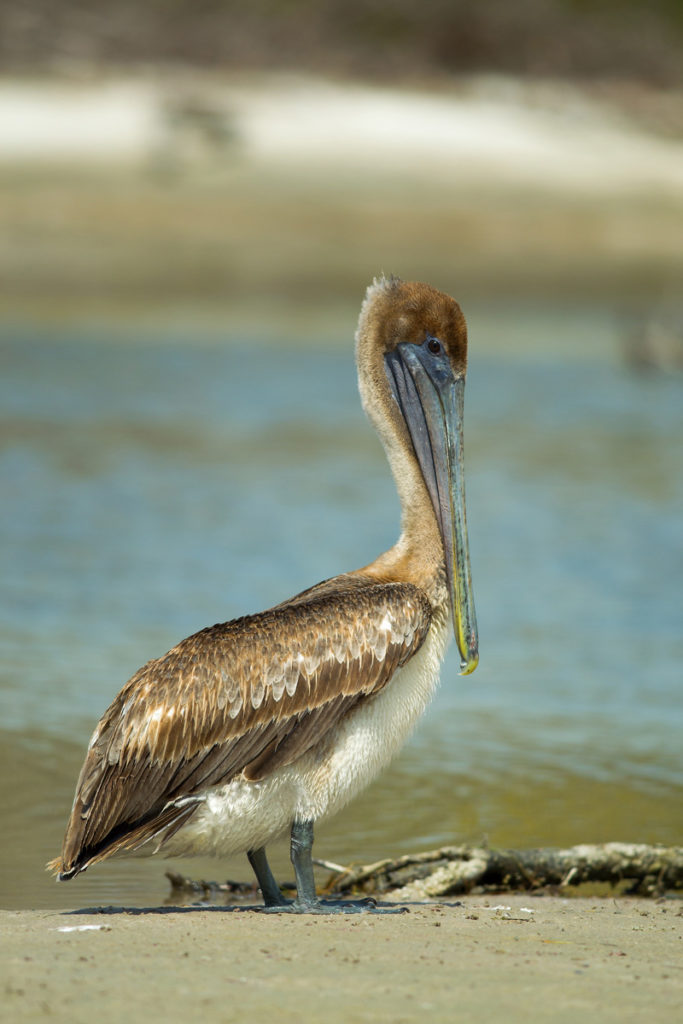 bird photography tip #8 - look for birds like this brown pelican, near beaches and places birds eat