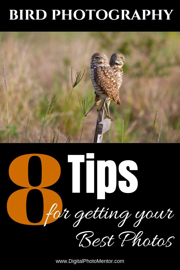 bird photography tips for beginners