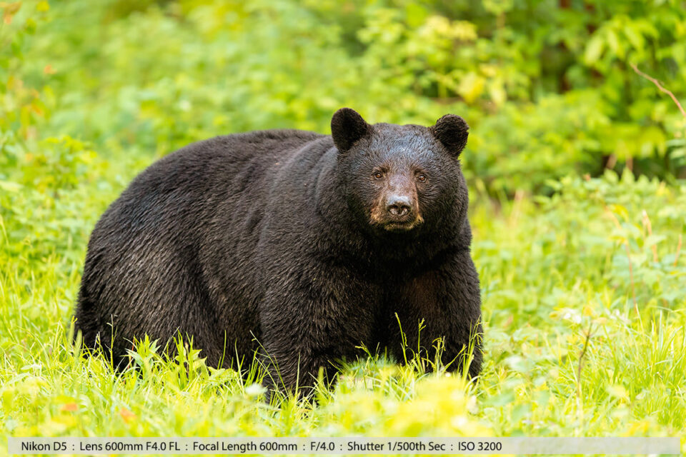 Large Male Black Bear Walking Field Late Evening