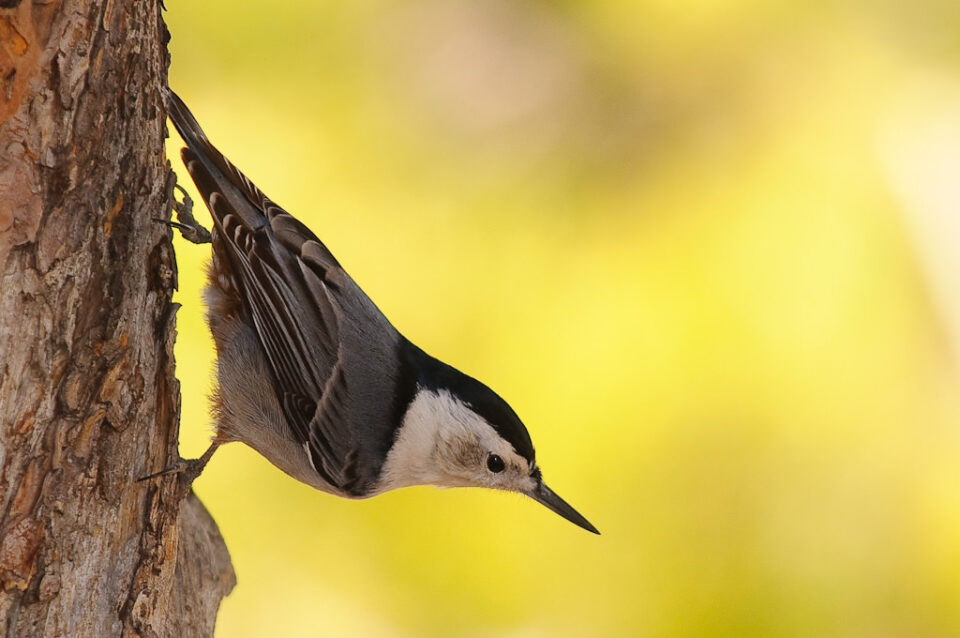 Captured with Nikon 70-200mm VR