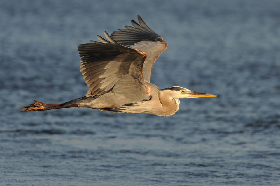 Blue Heron in Flight