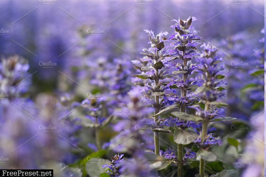 Desktop Presets | Lavender 4789375