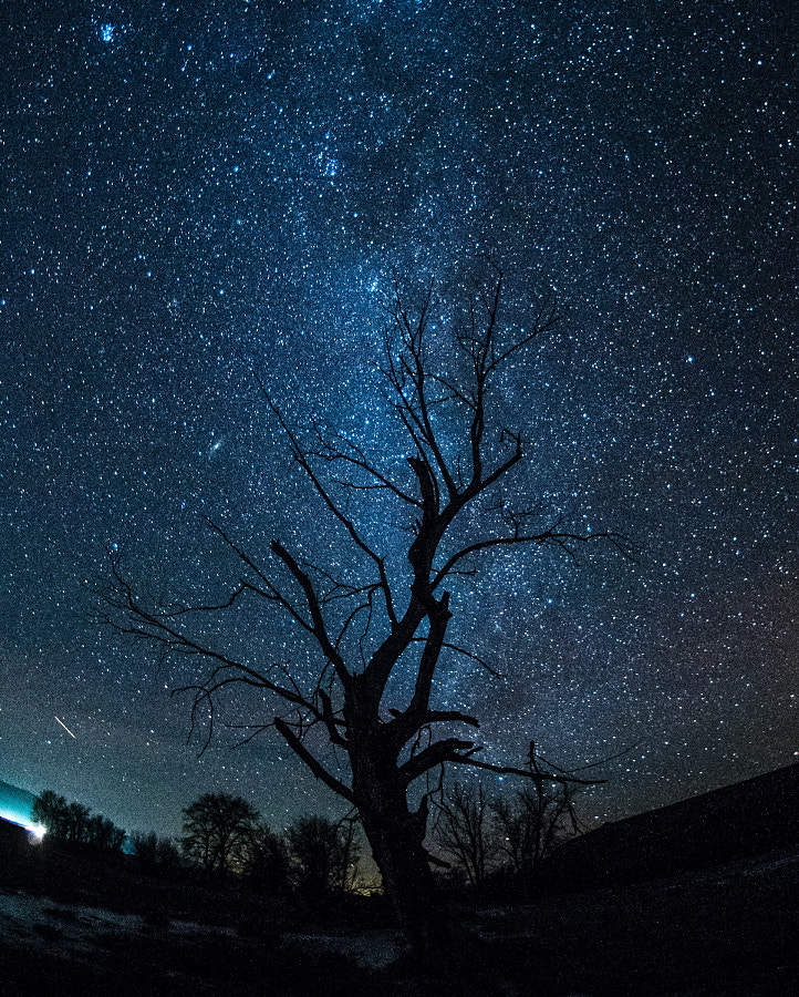 stars over lostine tree. wallowa county. oregon. by Tanner Wendell Stewart on 500px.com