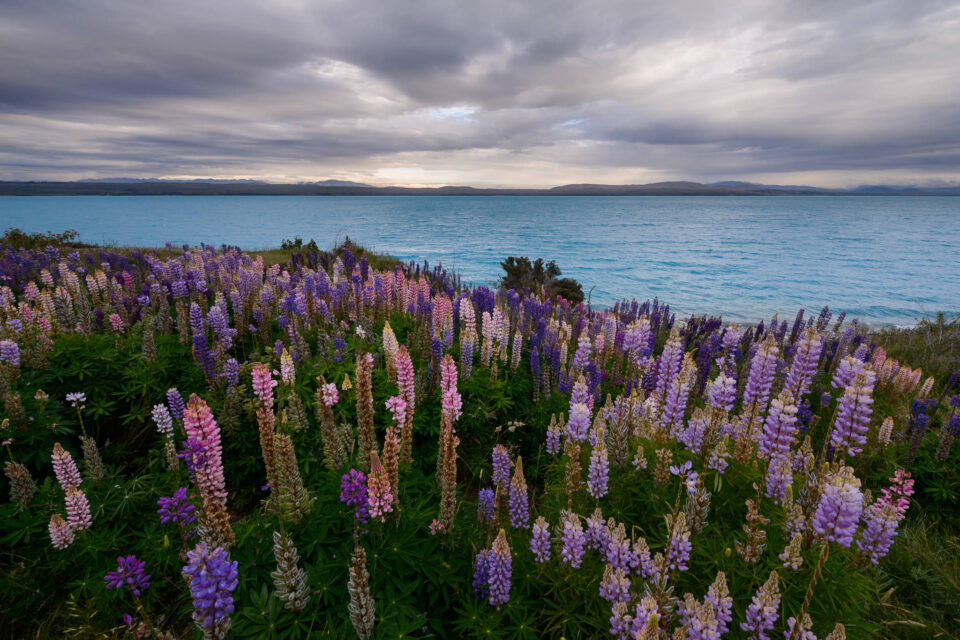 Spencer-Cox-Lupine-Flowers