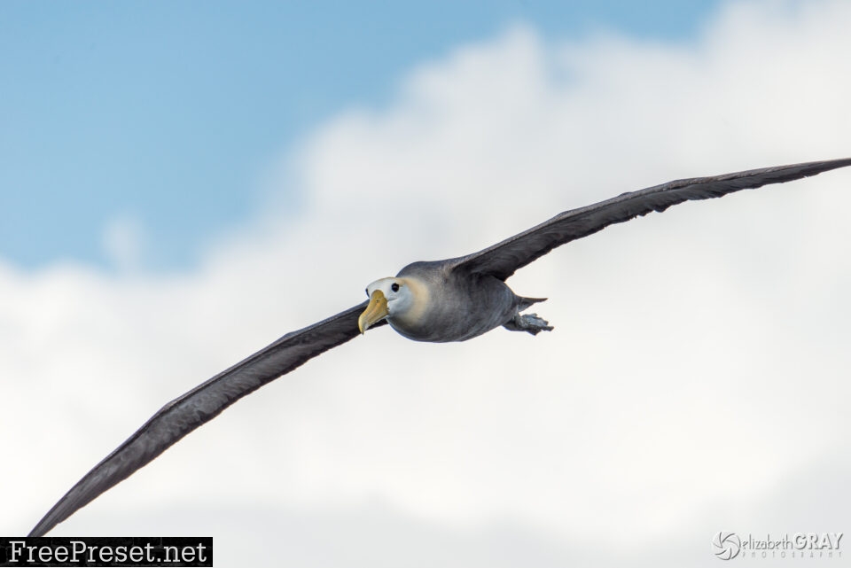 Waved Albatros in Flight