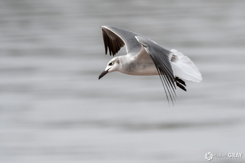 Laughing Gull in Flight