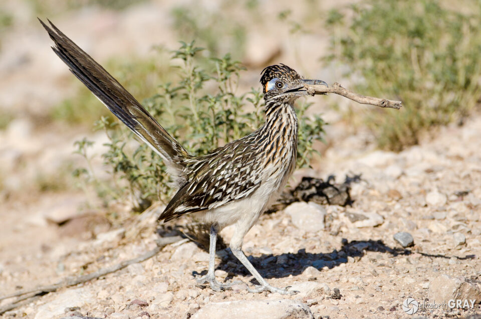 Road Runner