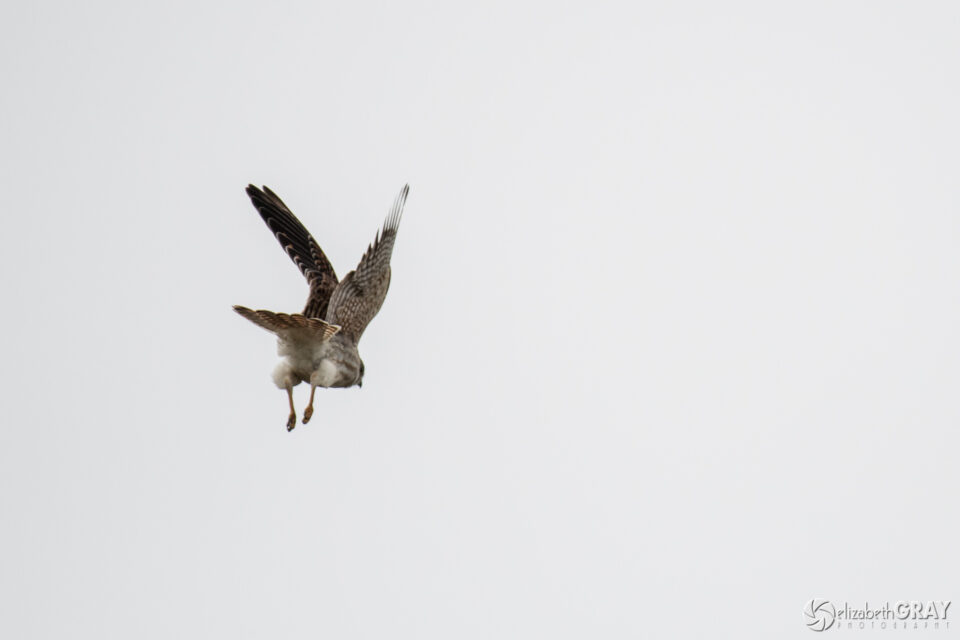 American Kestrel Back End