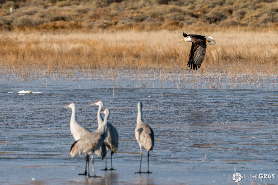 Bald Eagle Fly By