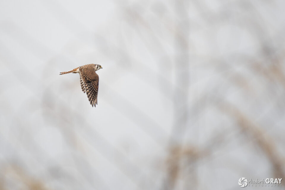 American Kestrel