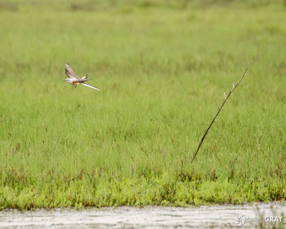 Scissor-Tailed Flycatcher