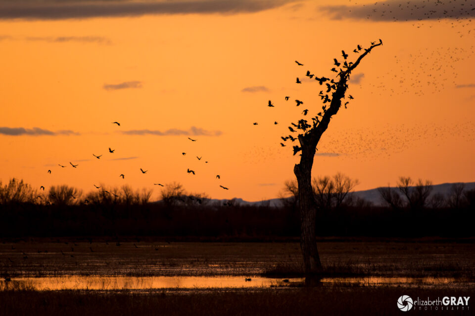 Night Roost