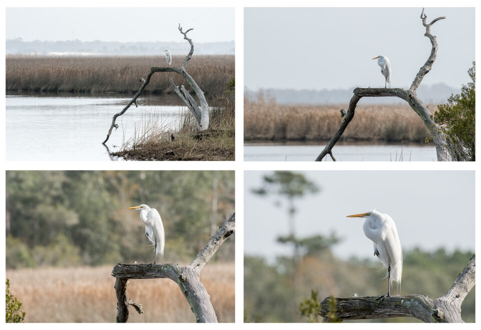 Great Egret Composite