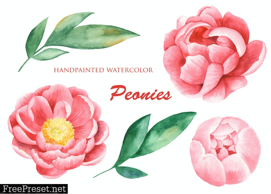 Watercolor Peonies flowers  ENBGPFY