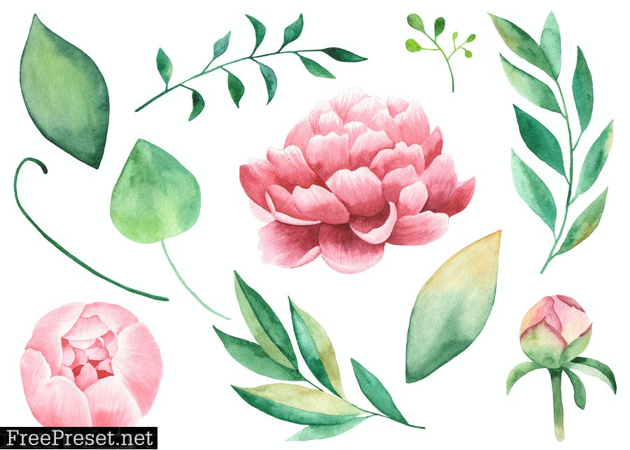 Watercolor Peonies flowers  ENBGPFY