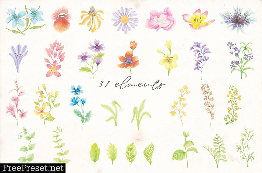 Meadow Flowers: Watercolor Collection