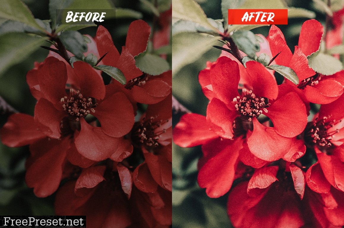 Passion Lightroom Presets 5216100