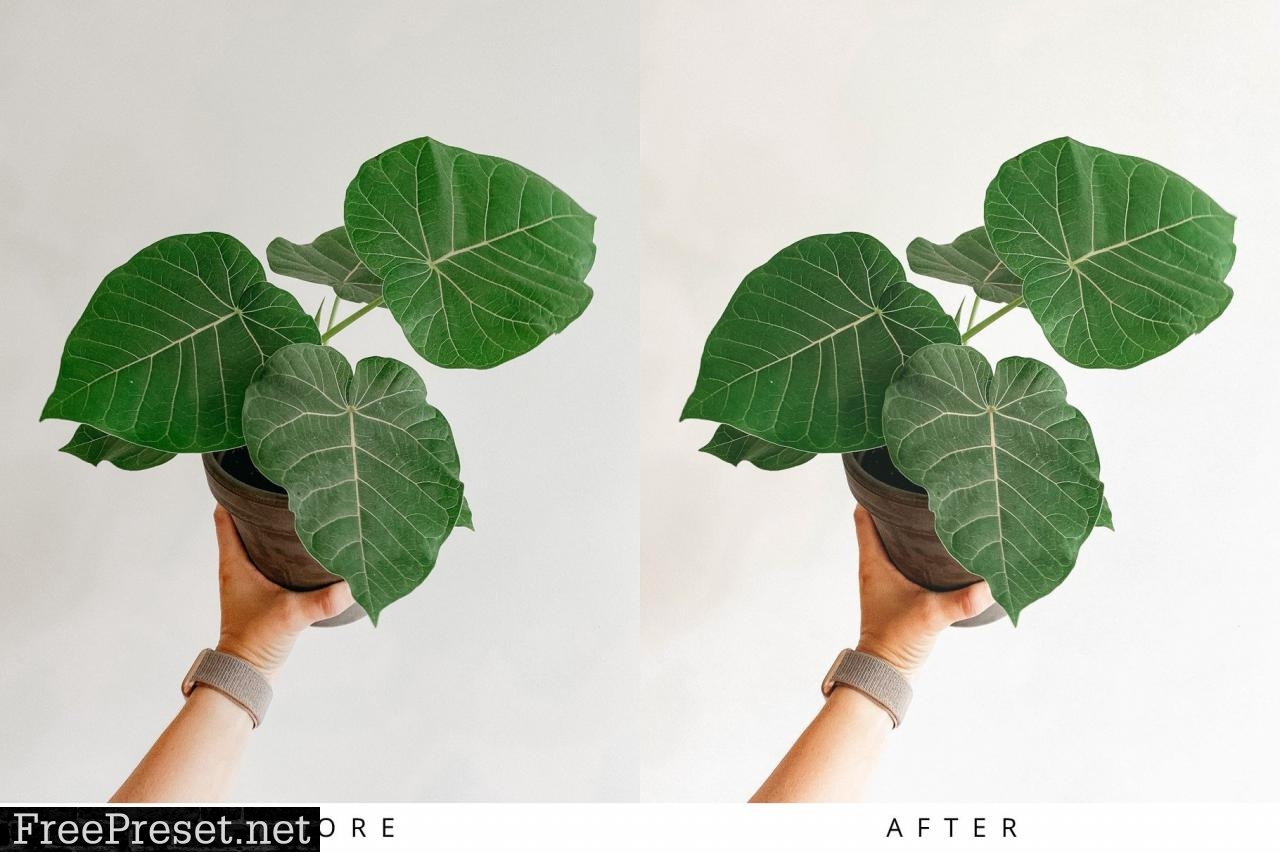 10 Light Botanical Lightroom Presets 5351307