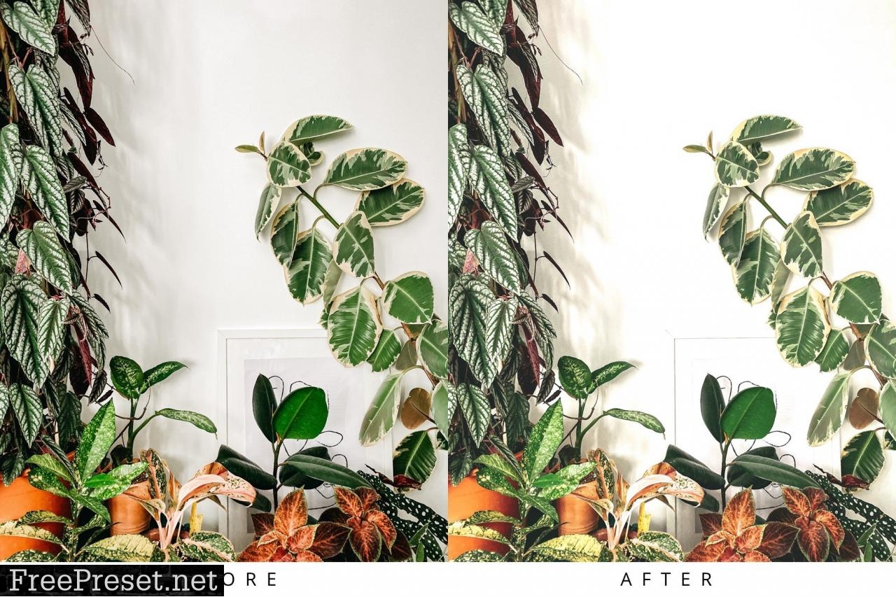 10 Light Botanical Lightroom Presets 5351307