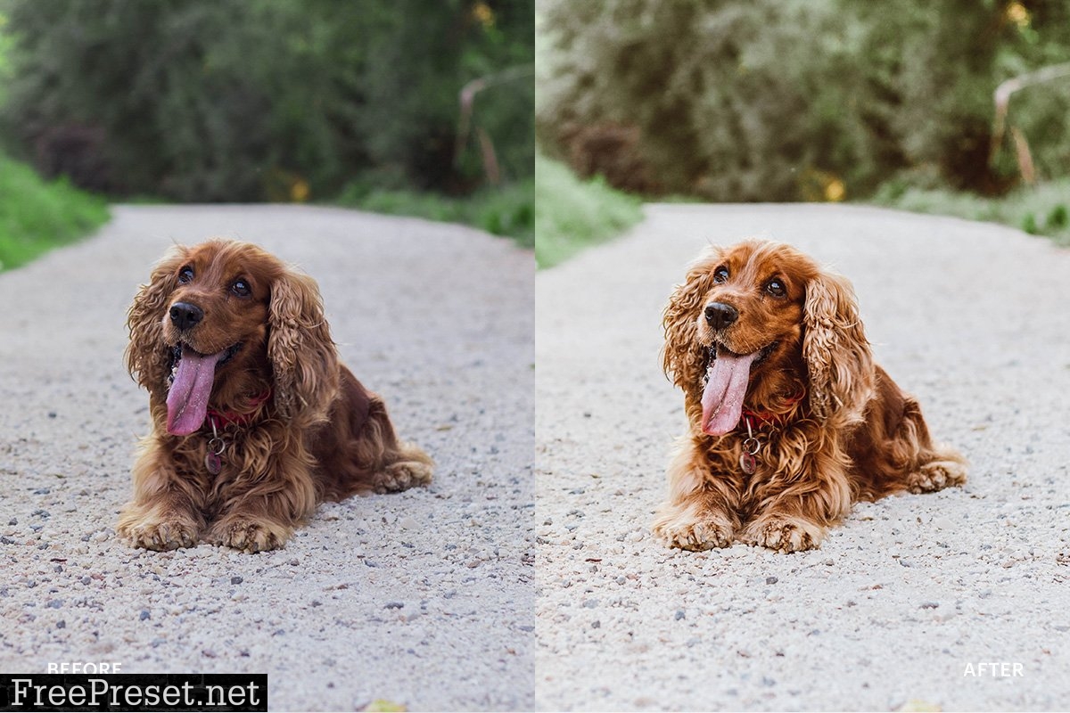 Lightroom Preset-Cute Dog Theme 4972692