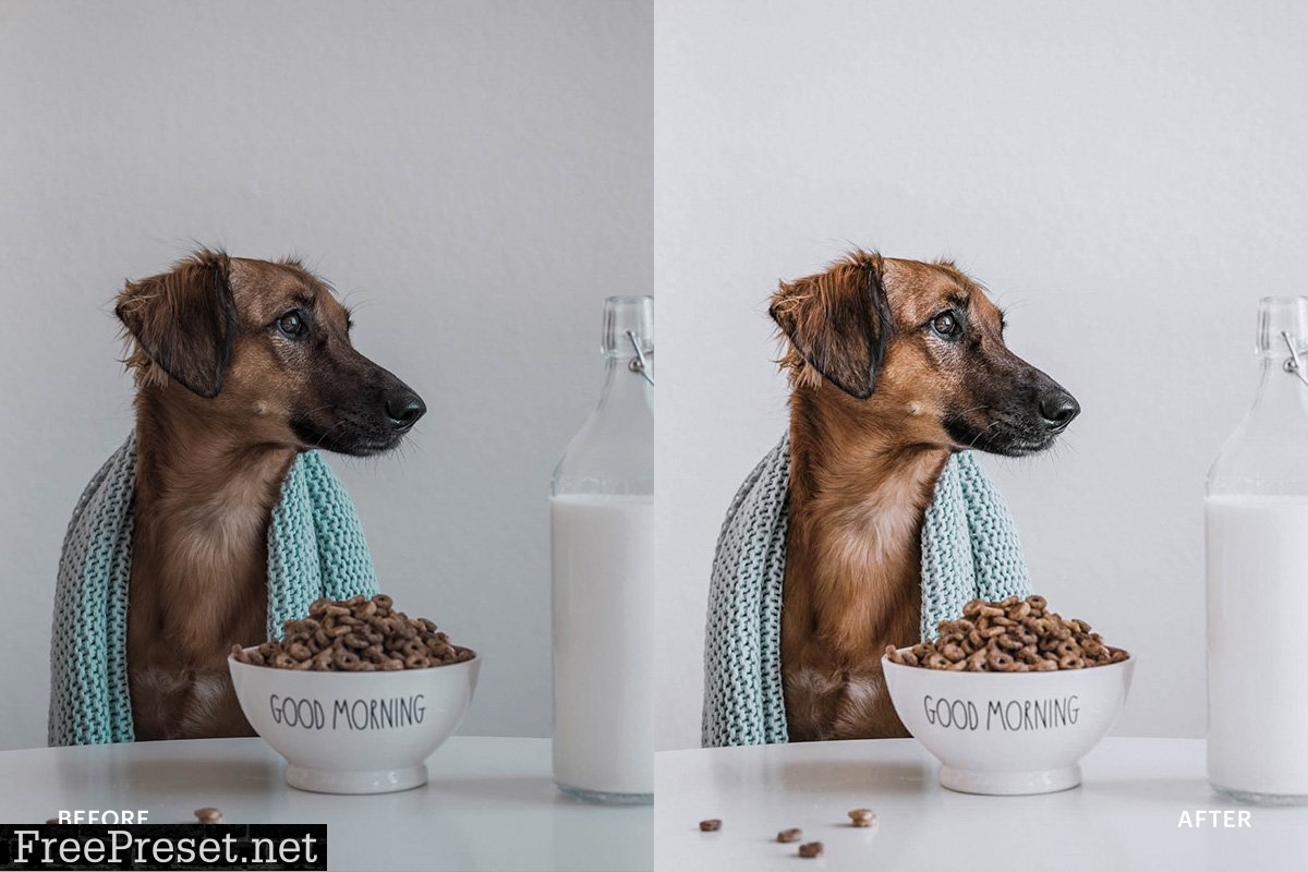 Lightroom Preset-Cute Dog Theme 4972692