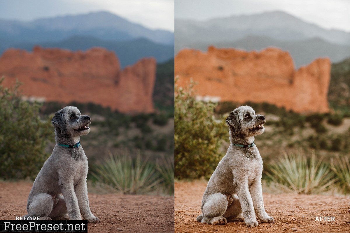 Lightroom Preset-Cute Dog Theme 4972692