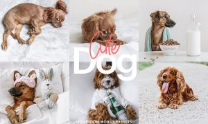 Lightroom Preset-Cute Dog Theme 4972692