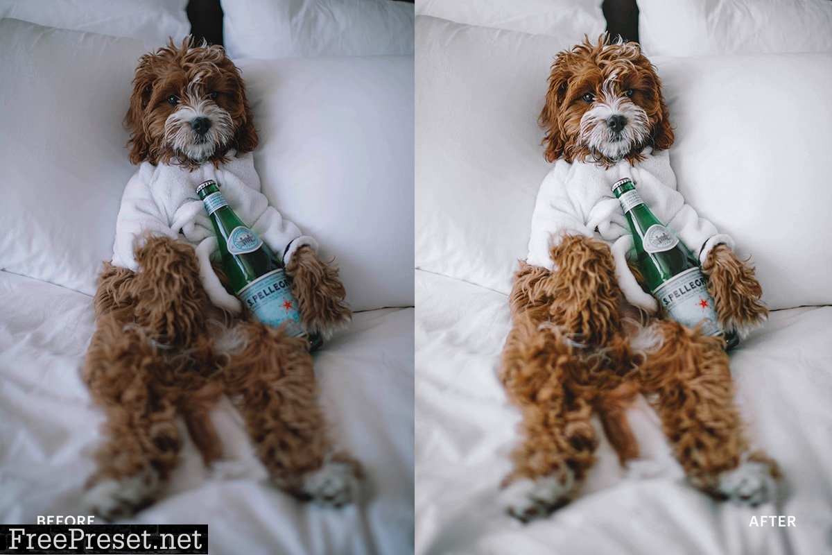 Lightroom Preset-Cute Dog Theme 4972692