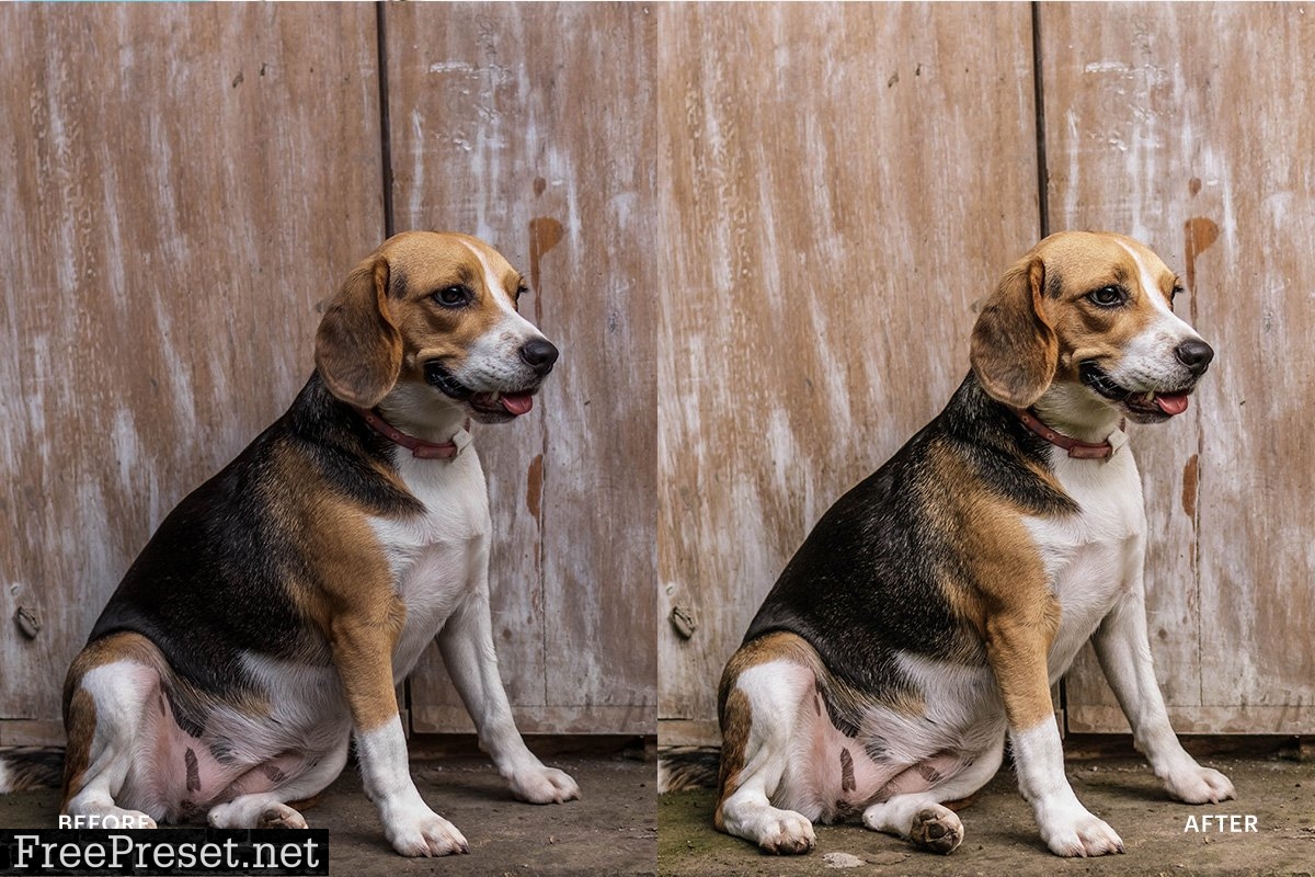 Lightroom Preset-Cute Dog Theme 4972692