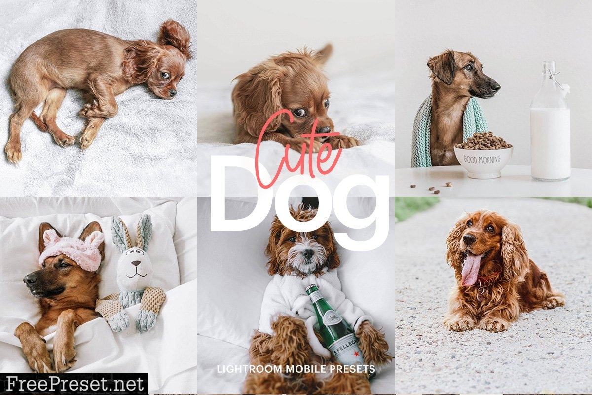 Lightroom Preset-Cute Dog Theme 4972692